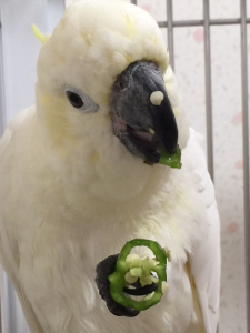 お弁当つけています　笑