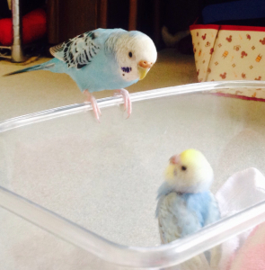 ヒナの時は近くに来てくれたのに(^_^)