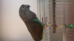 ハネナガちっく？