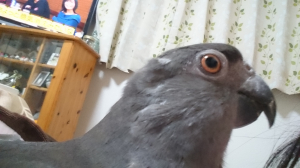 キリッとした◯