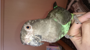 はな垂れインコの時