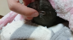甘えん坊○