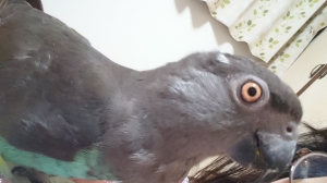 点目？