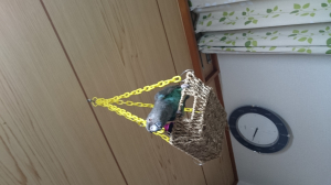 逃げ場を求めるインコ