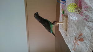 びよーんと、クビナガインコ