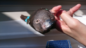 網戸ごしの風が強くびびる◯