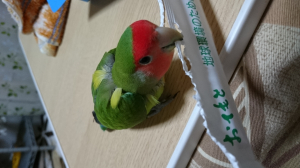たまです