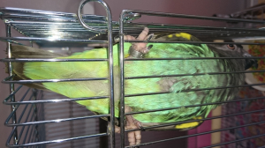 ここに鼻をつけて嗅いでます、、