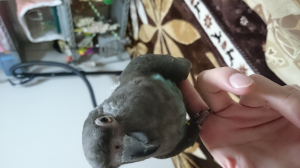 発情してる◯ 羽が垂れてる