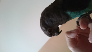 頭が小さい