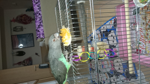 みかんが食べられるようになったよ