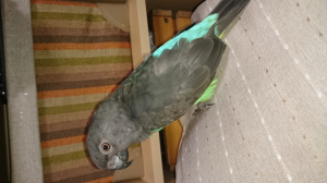 まだ筆毛があるのです、、