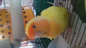 キミ！っと鳴きます