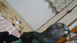 眼鏡にくらいつくインコ