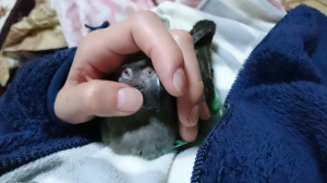 かわいいよ！！