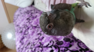 そのうぷっくり