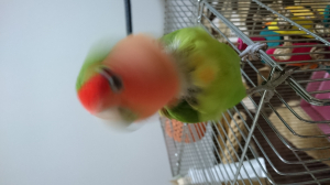 前も載せたこわいたま吉