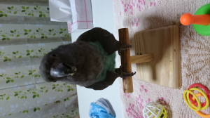 羽を垂らすポーズ