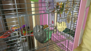 ガブり