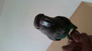 ほかのトピにはりましたが、、