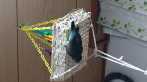 裏側もかじる