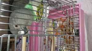 新しい食感に目がまんまる