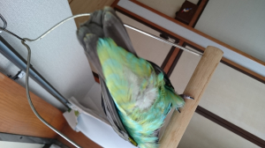 ふわふわのおしり