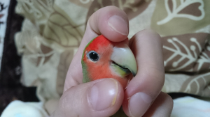 ◯を撫でてたら手にもぐってきた