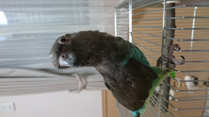 ハネナガ？