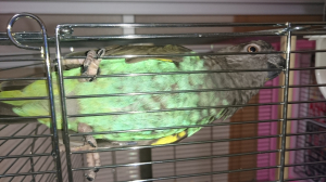 ちょび黄色