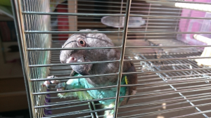 今は鼻穴美人鳥