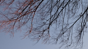なんの野鳥だろう