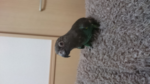 あいかわらずおちびちゃんです