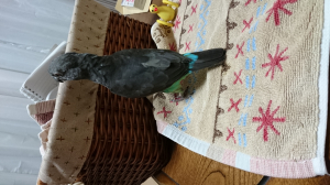首長インコ