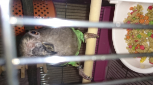 はな垂れインコちゃん