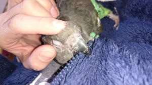 いけず〜って言ってるみたいな○