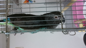 逆さま