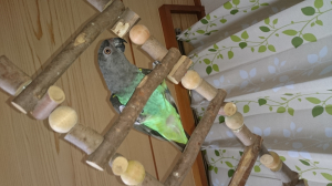 飛ぶ○に感動
