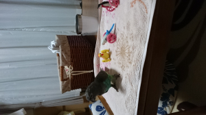 大嫌いなゴーゴーペンギン達