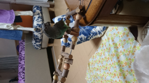初めての梯子