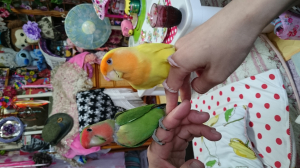 左がたまご、発情後期