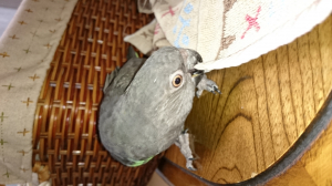 まだ筆羽あり