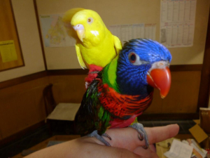 ルチアはセキセイインコ（惇也）の馬です