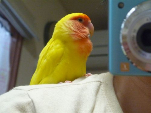 ポピーちゃんです