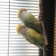 普段です。←オス、→メス