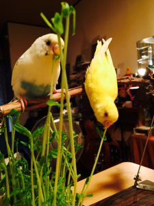 豆苗かじかじ。