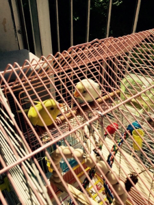 あちーね