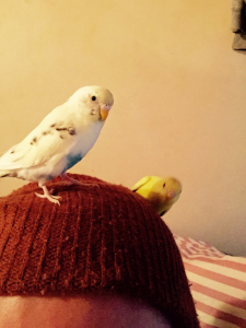 放鳥時用ニット帽、毛玉くん