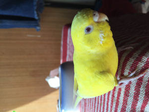 筆毛プリ