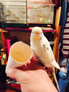 カジカジするか迷ってる